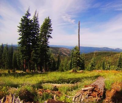 MEADOWS 